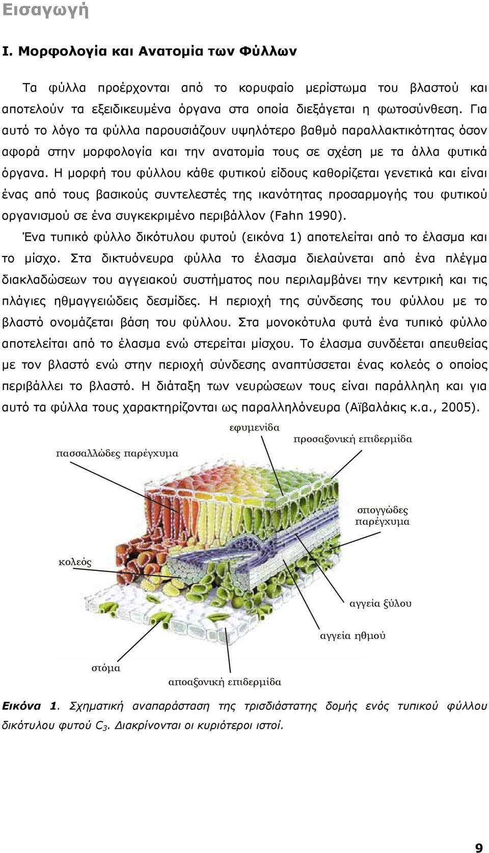 Η μορφή του φύλλου κάθε φυτικού είδους καθορίζεται γενετικά και είναι ένας από τους βασικούς συντελεστές της ικανότητας προσαρμογής του φυτικού οργανισμού σε ένα συγκεκριμένο περιβάλλον (Fahn 1990).