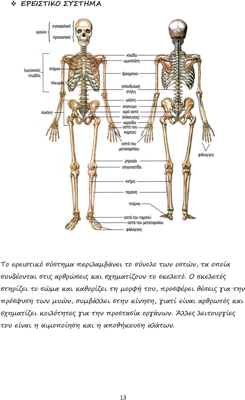 Ο σκελετός στηρίζει το σώμα και καθορίζει τη μορφή του, προσφέρει θέσεις για την πρόσφυση των μυών,