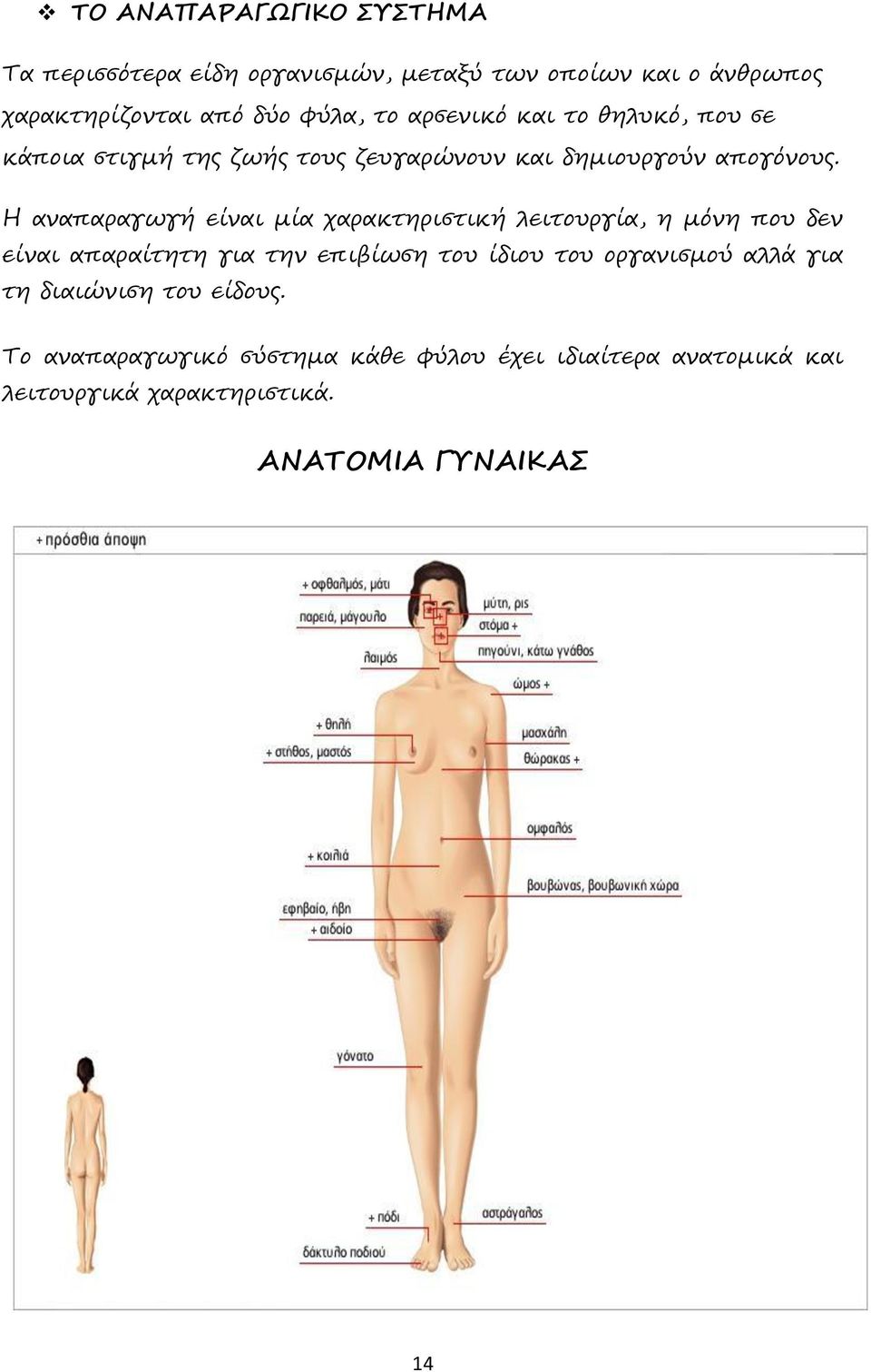 Η αναπαραγωγή είναι μία χαρακτηριστική λειτουργία, η μόνη που δεν είναι απαραίτητη για την επιβίωση του ίδιου του