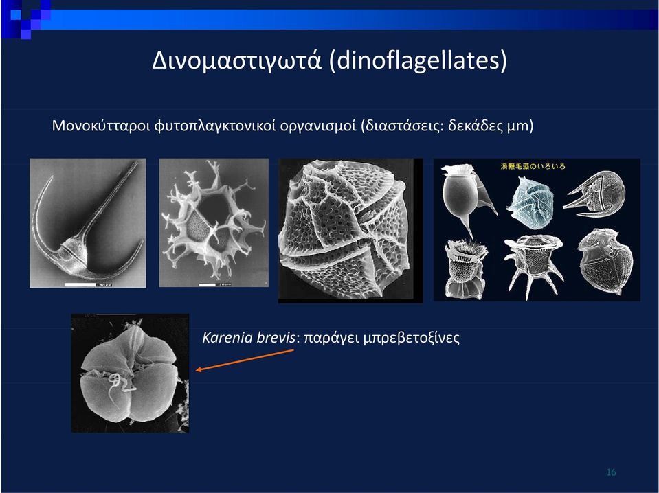 οργανισμοί (διαστάσεις: δεκάδες μm)