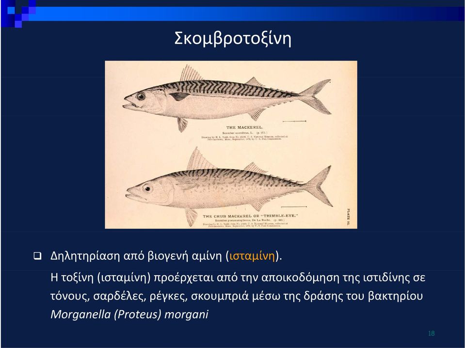 ιστιδίνης σε τόνους, σαρδέλες, ρέγκες, σκουμπριά μέσω