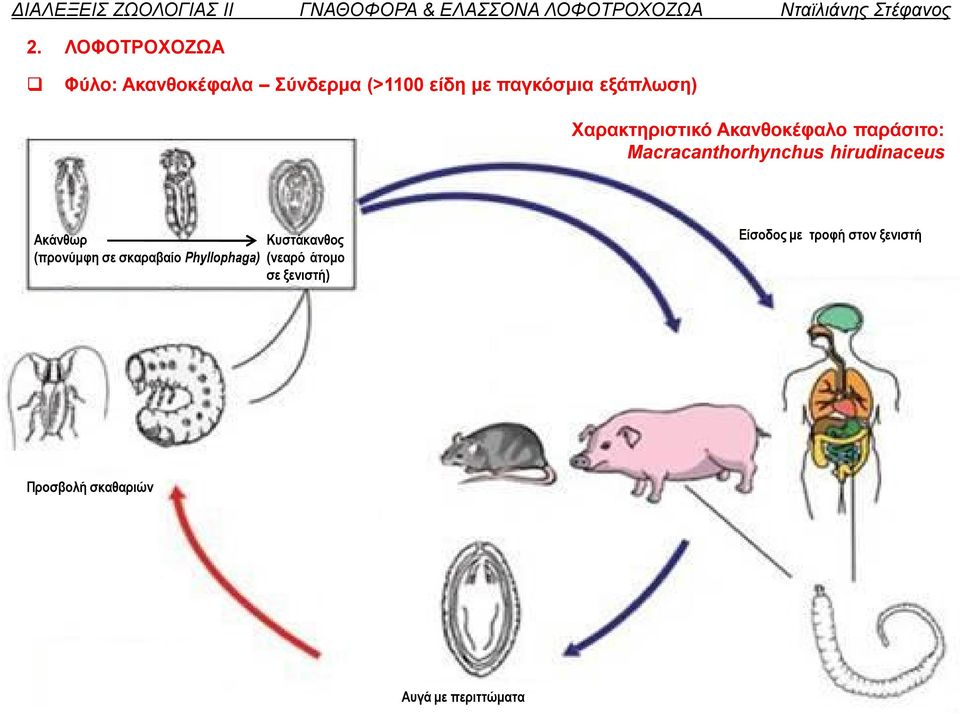 hirudinaceus Ακάνθωρ (προνύμφη σε σκαραβαίο Phyllophaga) Κυστάκανθος