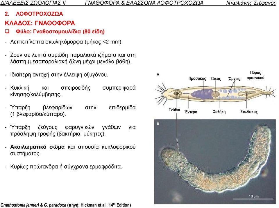 A Πρόσακος Σάκος Όρχεις Πόρος αρσενικού - Κυκλική και σπειροειδής συμπεριφορά κίνησης/κολύμβησης. - Ύπαρξη βλεφαρίδων στην επιδερμίδα (1 βλεφαρίδα/κύτταρο).