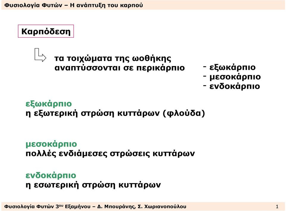 κυττάρων(φλούδα) µεσοκάρπιο πολλές ενδιάµεσες στρώσεις κυττάρων