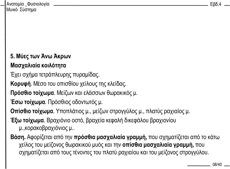 Βραχιόνιο οστό, βραχεία κεφαλή δικεφάλου βραχιονίου µ.,κορακοβραχιόνιος µ.. Βάση.