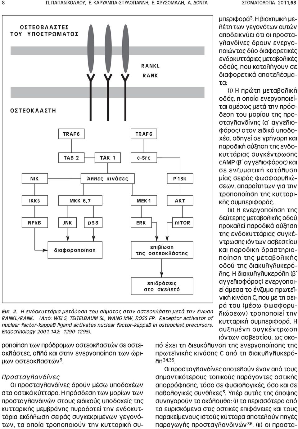 Receptor activator of nuclear factor-kappab ligand activates nuclear factor-kappab in osteoclast precursors. Endocrinology 2001,142: 1290-1295).