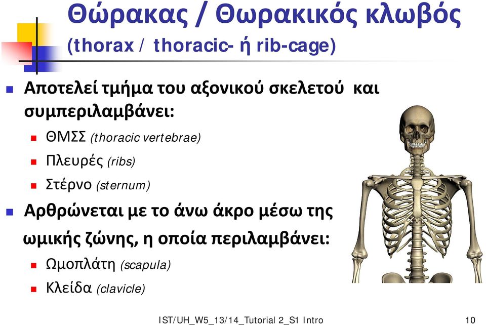 Στέρνο (sternum) Αρθρώνεται με το άνω άκρο μέσω της ωμικής ζώνης, η οποία