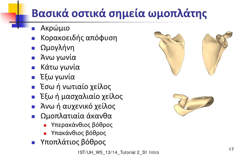 χείλος Άνω ή αυχενικό χείλος Ωμοπλατιαία άκανθα Υπερακάνθιος βόθρος