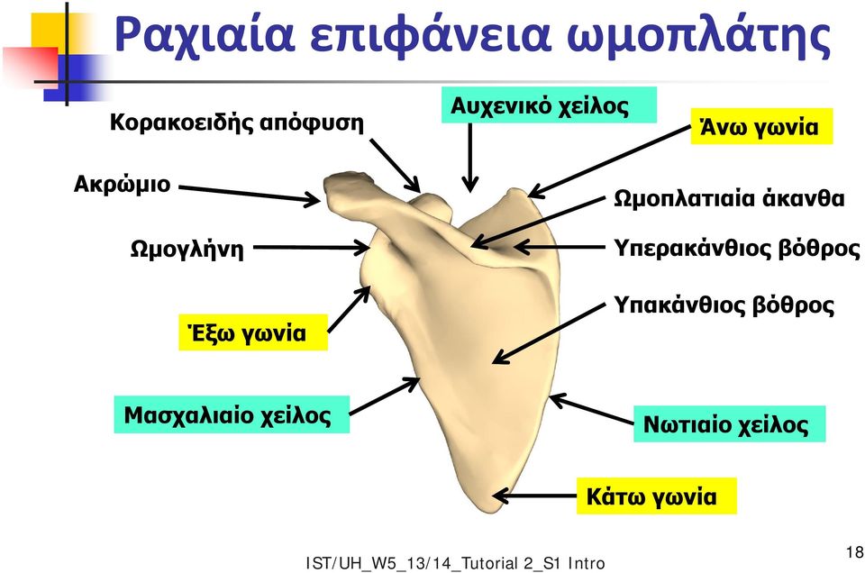 άκανθα Υπερακάνθιος βόθρος Υπακάνθιος βόθρος Μασχαλιαίο