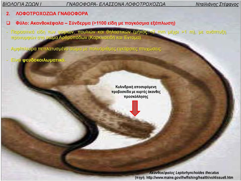 (μήκος <2 mm μέχρι >1 m), με ανάπτυξη προνυμφών στο σώμα Αρθροπόδων (Καρκινοειδή και Έντομα).