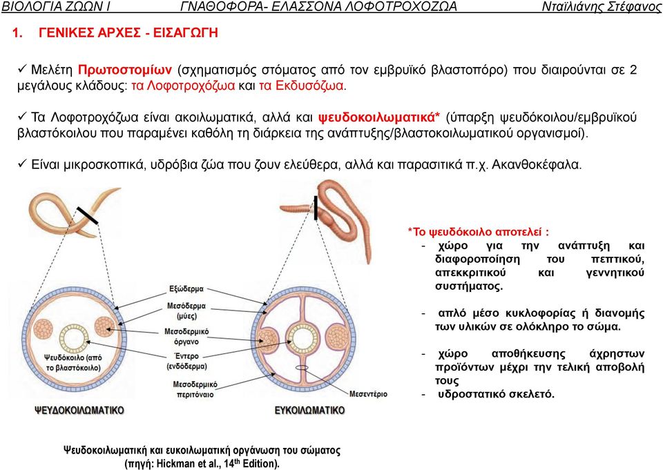 Τα Λοφοτροχόζωα είναι ακοιλωματικά, αλλά και ψευδοκοιλωματικά* (ύπαρξη ψευδόκοιλου/εμβρυϊκού βλαστόκοιλου που παραμένει καθόλη τη διάρκεια της ανάπτυξης/βλαστοκοιλωματικού οργανισμοί).