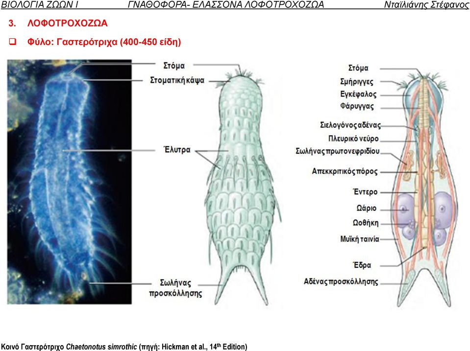 ΛΟΦΟΤΡΟΧΟΖΩΑ Φύλο: Γαστερότριχα (400-450 είδη)