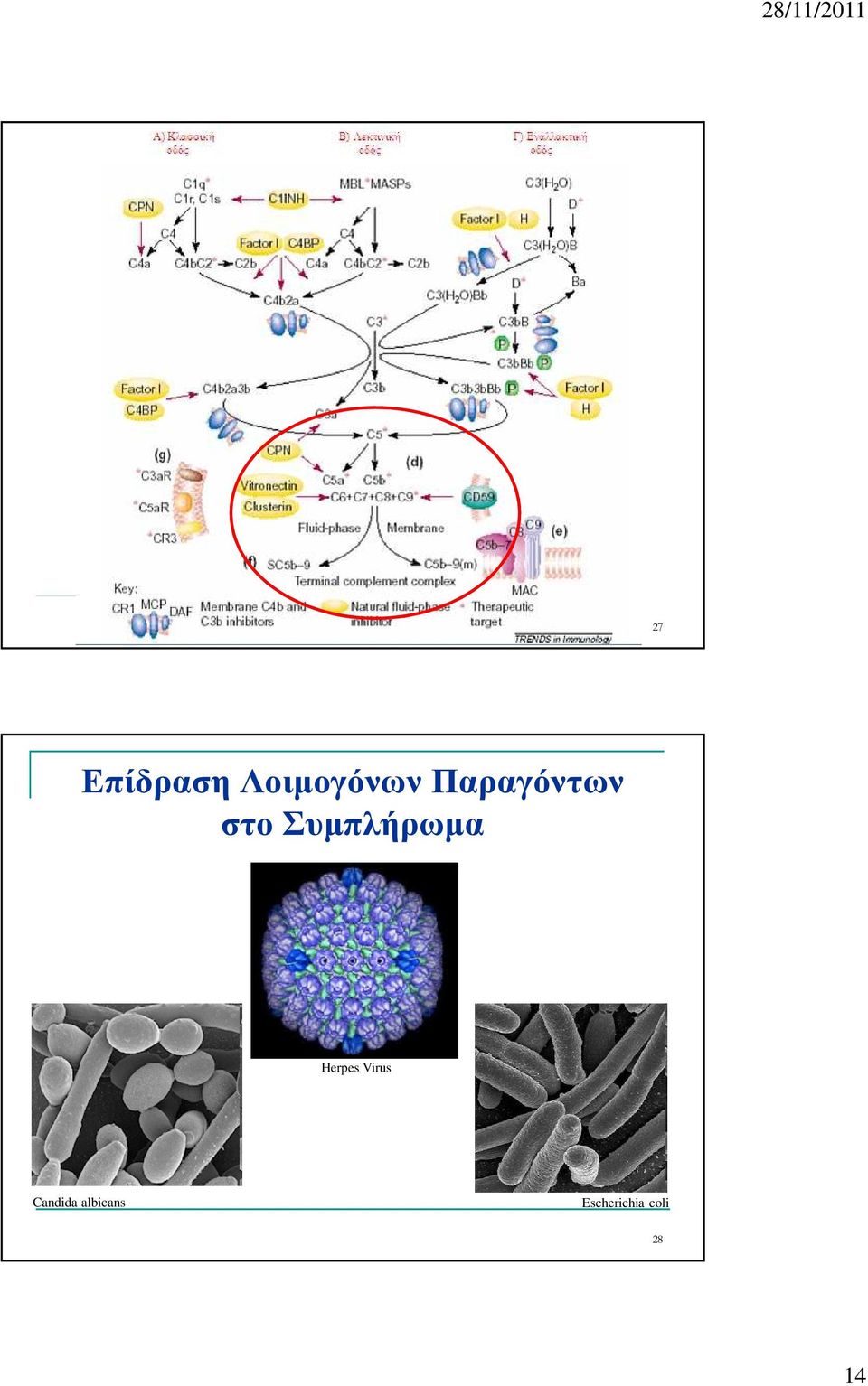 Herpes Virus Candida