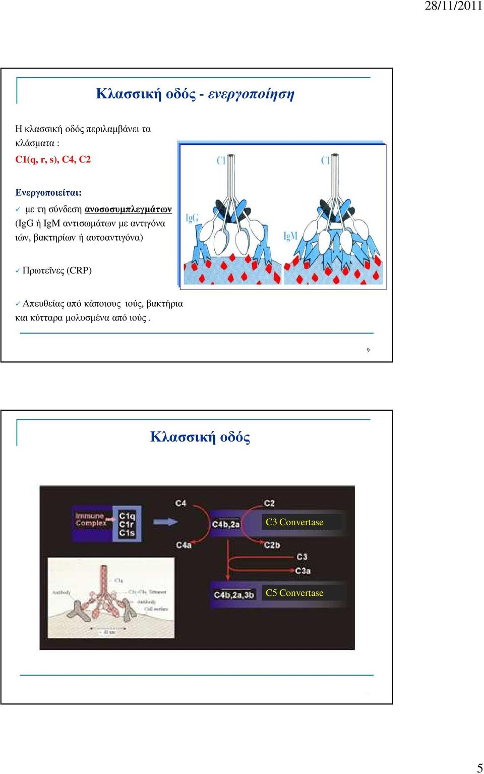 αντιγόνα ιών, βακτηρίων ή αυτοαντιγόνα) Πρωτεΐνες (CRP) Απευθείας από κάποιους ιούς,
