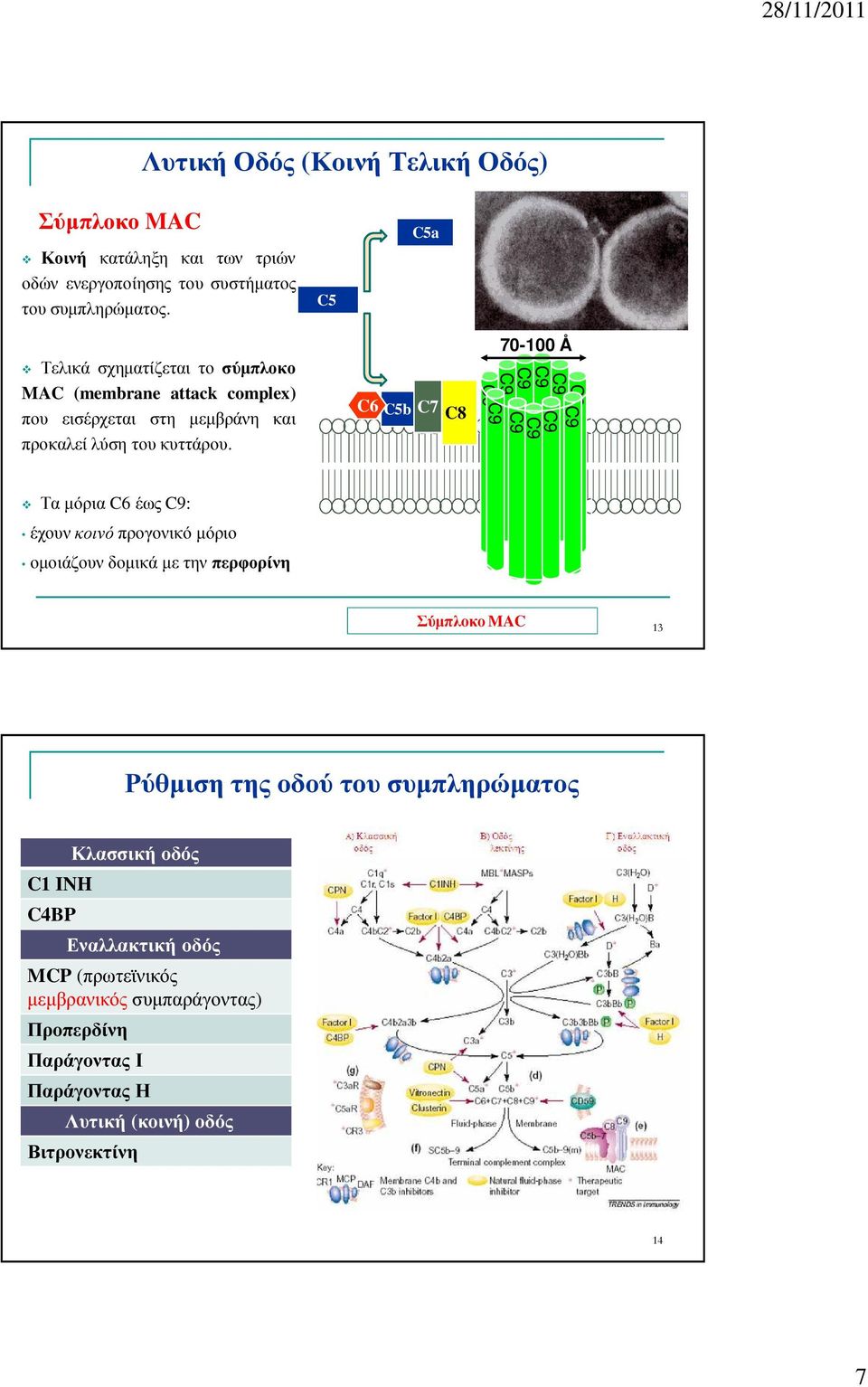 C6 C5b C7 C8 70-100 Å C9 C9 C9 C9 C9 C9 C9 C9 C9 C9 C9 Τα µόρια C6 έως C9: έχουν κοινό προγονικό µόριο οµοιάζουν δοµικά µε την περφορίνη Σύµπλοκο MAC