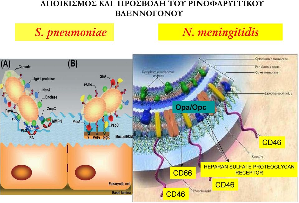 pneumoniae N.