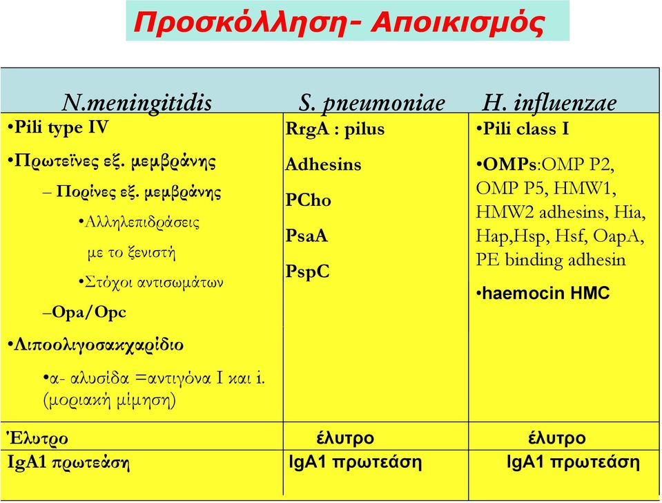 (μοριακή μίμηση) RrgA : pilus Adhesins PCho PsaA PspC Pili class I OMPs:OMP Ρ2, OMP Ρ5, HMW1, HMW2 adhesins, Hia,