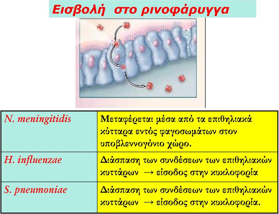 στον υποβλεννογόνιο χώρο. H.