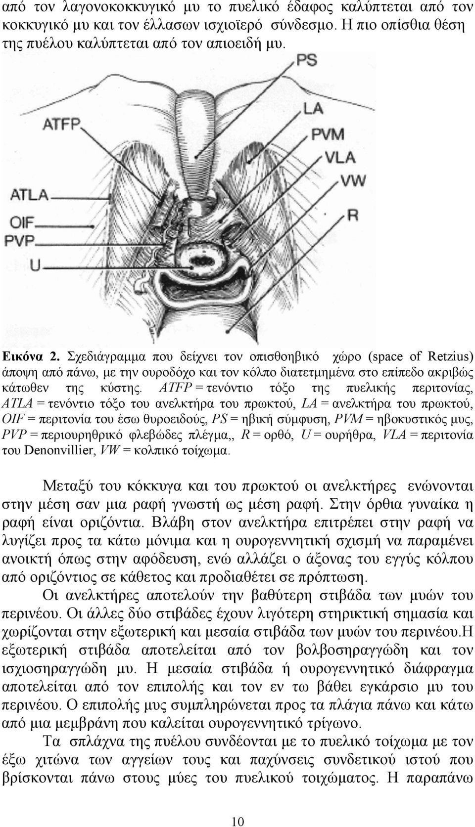 ATFP = τενόντιο τόξο της πυελικής περιτονίας, ATLA = τενόντιο τόξο του ανελκτήρα του πρωκτού, LA = ανελκτήρα του πρωκτού, OIF = περιτονία του έσω θυροειδούς, PS = ηβική σύµφυση, PVM = ηβοκυστικός