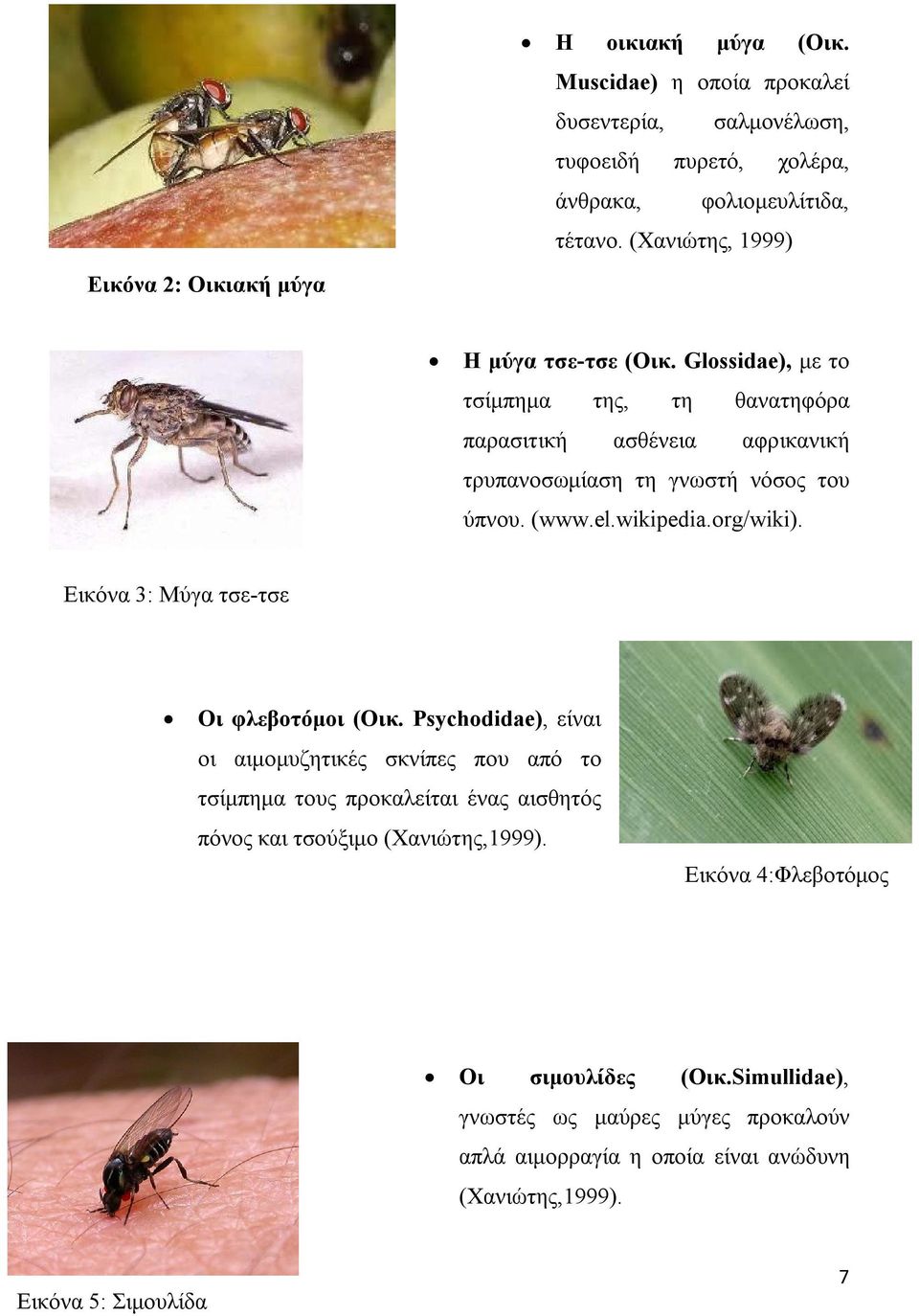 Glossidae), με το τσίμπημα της, τη θανατηφόρα παρασιτική ασθένεια αφρικανική τρυπανοσωμίαση τη γνωστή νόσος του ύπνου. (www.el.wikipedia.org/wiki).