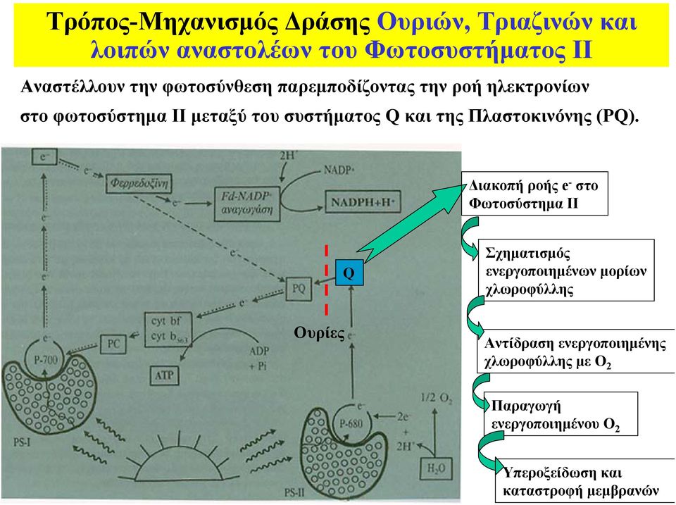 Πλαστοκινόνης (PQ).