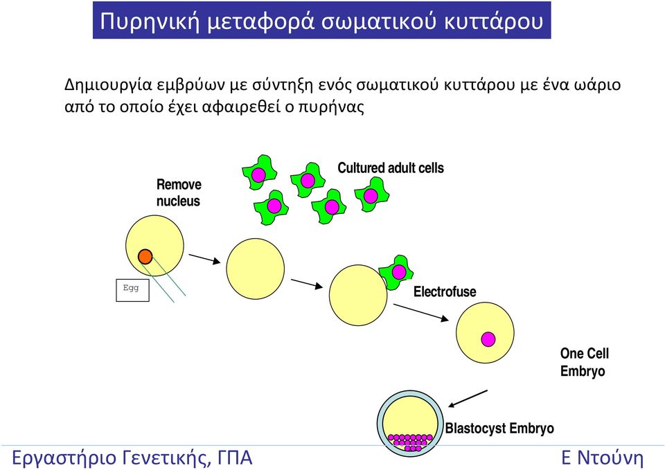 οποίο έχει αφαιρεθεί ο πυρήνας Remove nucleus Cultured