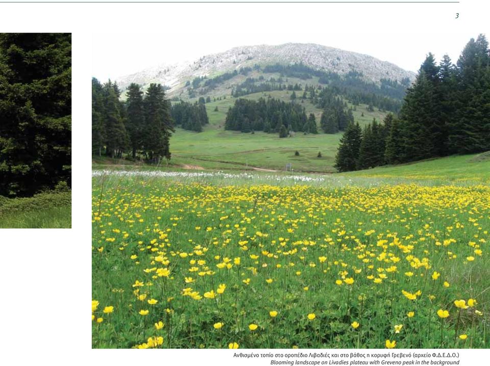 Δ.Ο.) Blooming landscape on Livadies