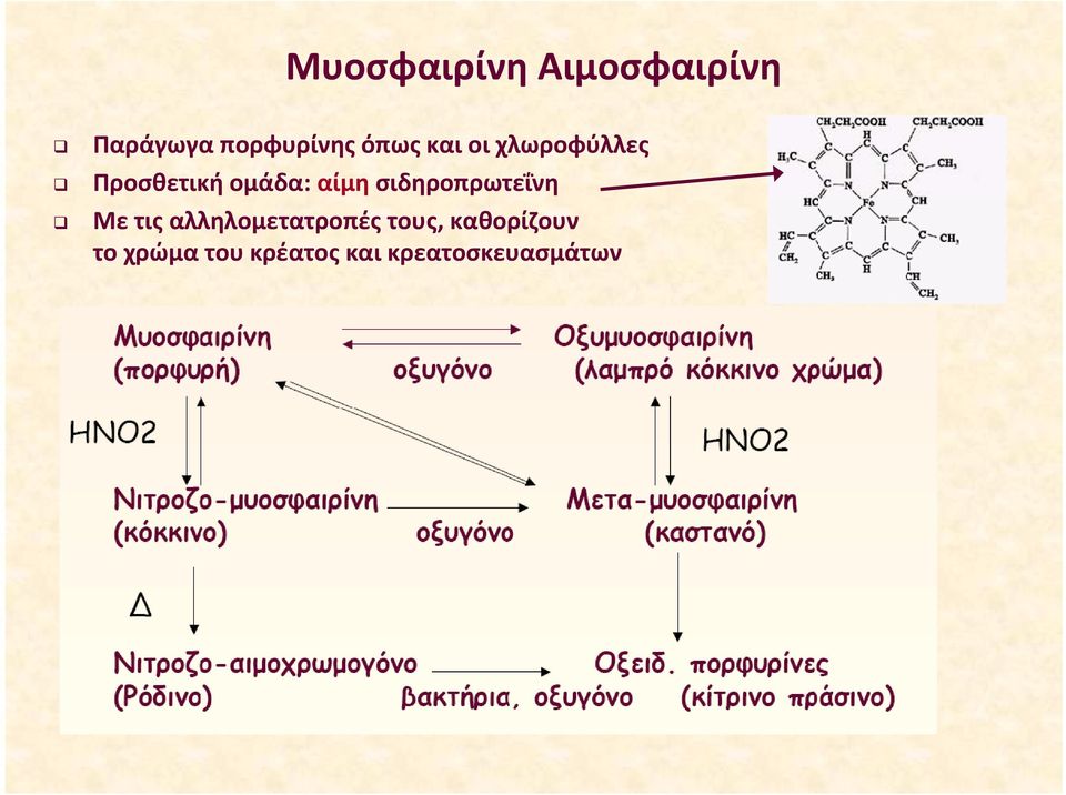 σιδηροπρωτεΐνη Με τις αλληλομετατροπές τους,