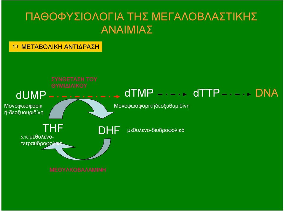 ΘΥΜΙΔΙΛΙΚΟΥ dtmp dttp DNA Μονοφωσφορικήδεοξυθυμιδίνη THF