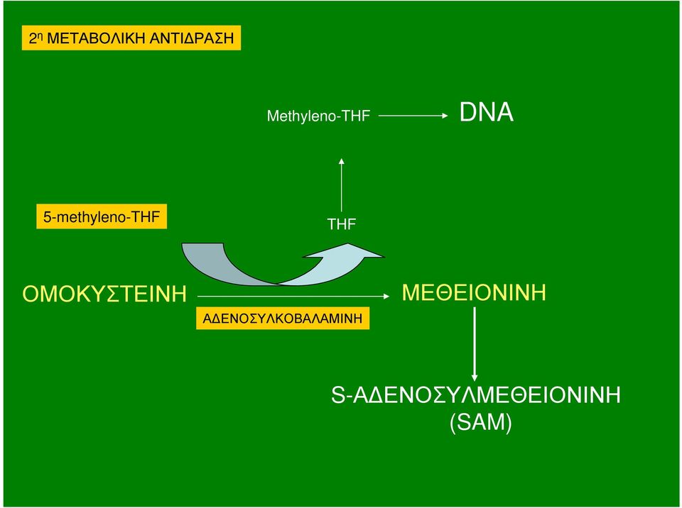 5-methyleno-THF THF ΟΜΟΚΥΣΤΕΙΝΗ