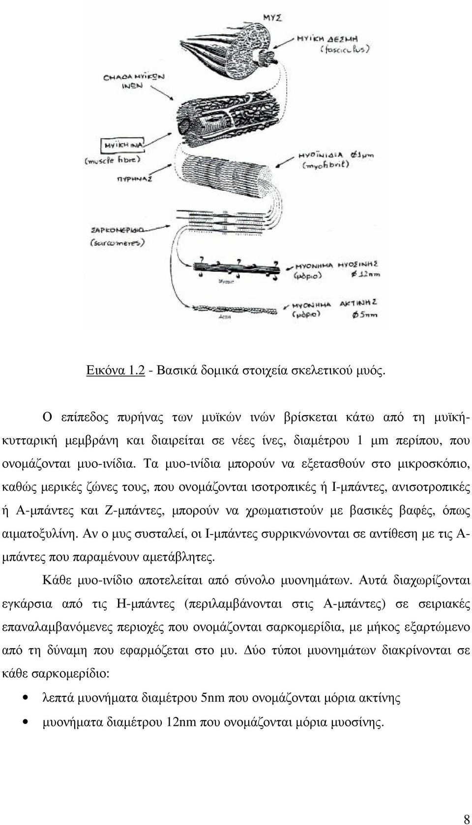 Τα µυο-ινίδια µπορούν να εξετασθούν στο µικροσκόπιο, καθώς µερικές ζώνες τους, που ονοµάζονται ισοτροπικές ή Ι-µπάντες, ανισοτροπικές ή Α-µπάντες και Ζ-µπάντες, µπορούν να χρωµατιστούν µε βασικές