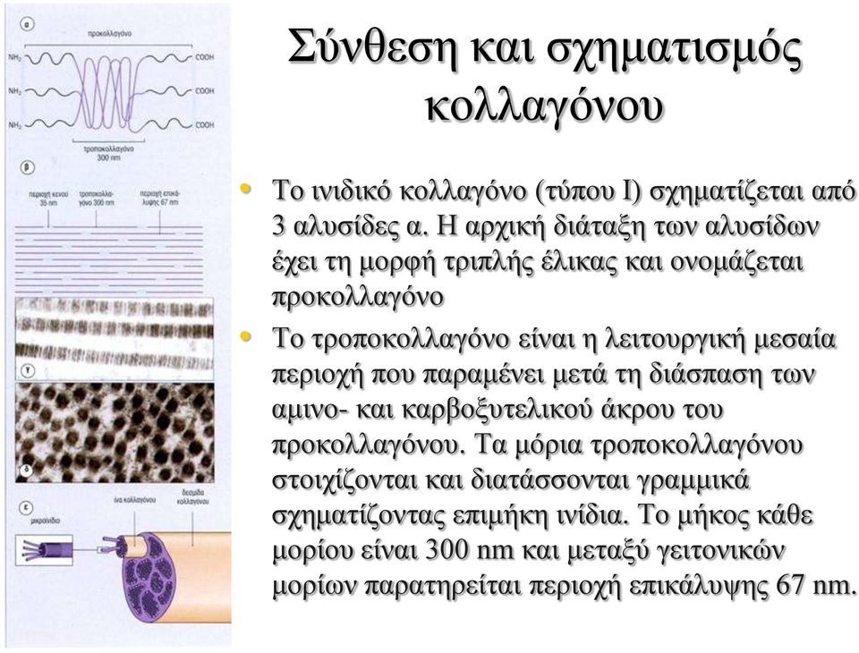 μεσαία περιοχή που παραμένει μετά τη διάσπαση των αμινο- και καρβοξυτελικού άκρου του προκολλαγόνου.