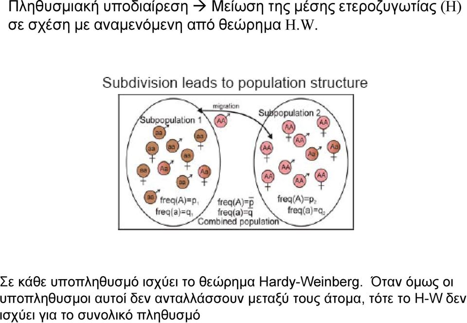 Σε κάθε υποπληθυσµό ισχύει το θεώρηµα Hardy-Weinberg.