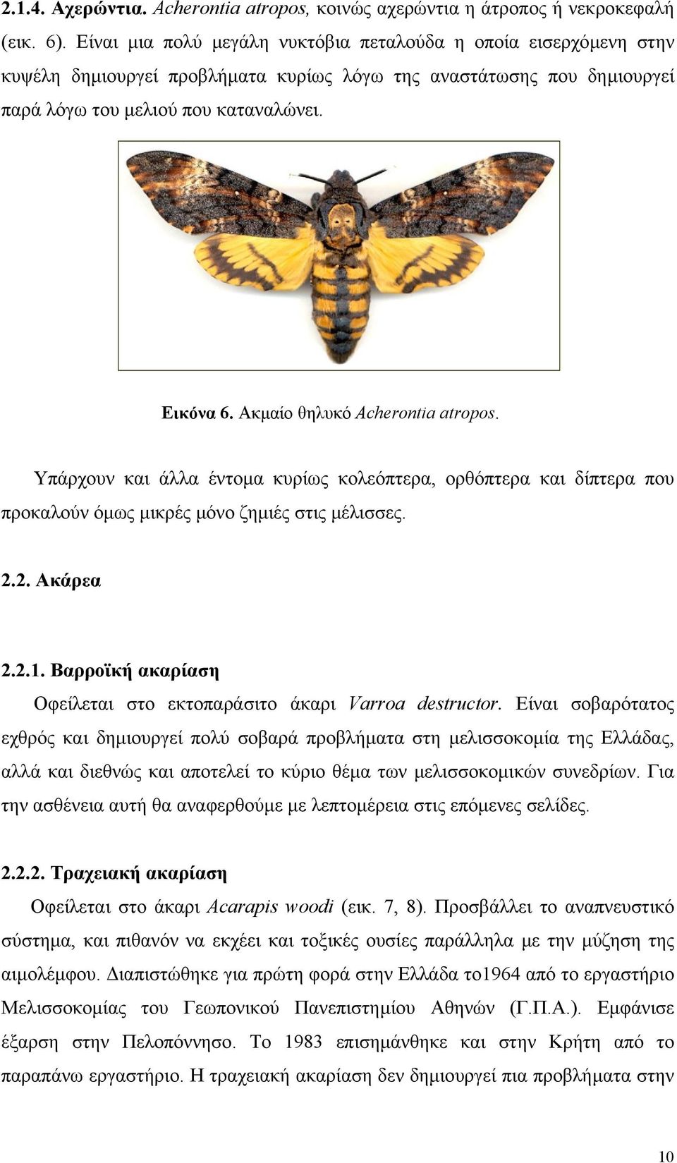 Ακµαίο θηλυκό Acherontia atropos. Υπάρχουν και άλλα έντοµα κυρίως κολεόπτερα, ορθόπτερα και δίπτερα που προκαλούν όµως µικρές µόνο ζηµιές στις µέλισσες. 2.2. Ακάρεα 2.2.1.