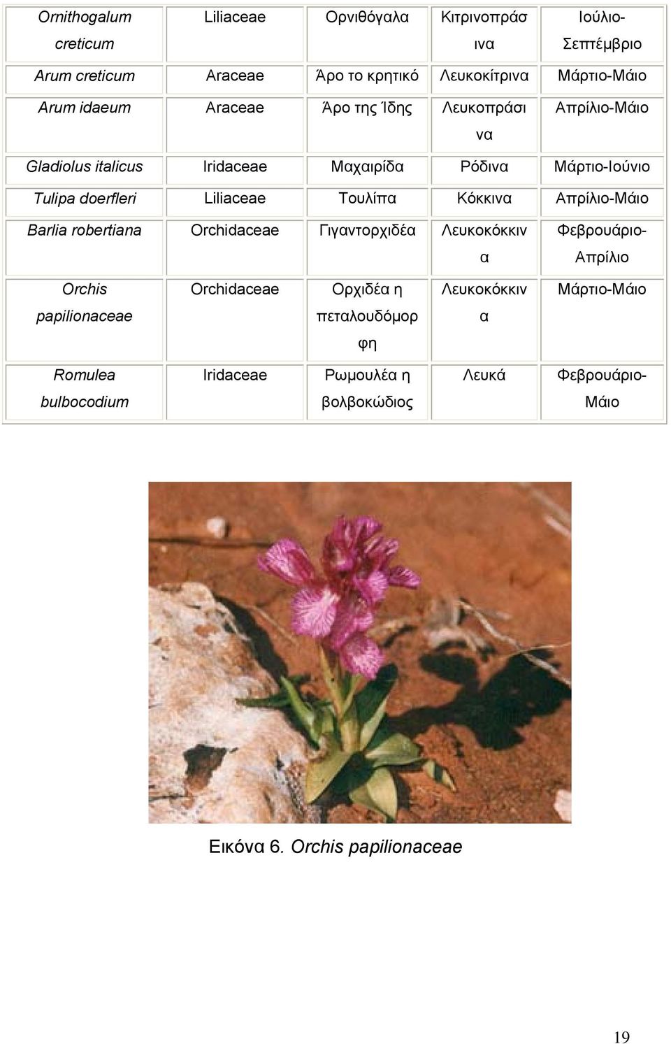 Τουλίπα Κόκκινα Απρίλιο-Μάιο Barlia robertiana Orchidaceae Γιγαντορχιδέα Λευκοκόκκιν α Φεβρουάριο- Απρίλιο Orchis Orchidaceae Ορχιδέα η