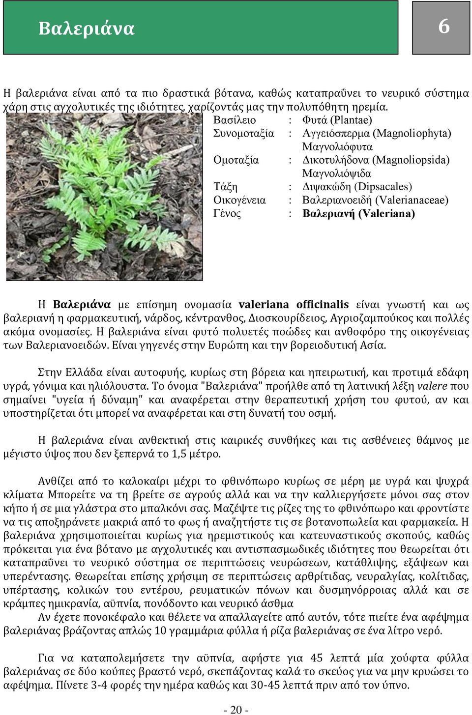 (Valerianaceae) Γένος : Βαλεριανή (Valeriana) Η Βαλεριάνα με επίσημη ονομασία valeriana officinalis είναι γνωστή και ως βαλεριανή η φαρμακευτική, νάρδος, κέντρανθος, Διοσκουρίδειος, Αγριοζαμπούκος