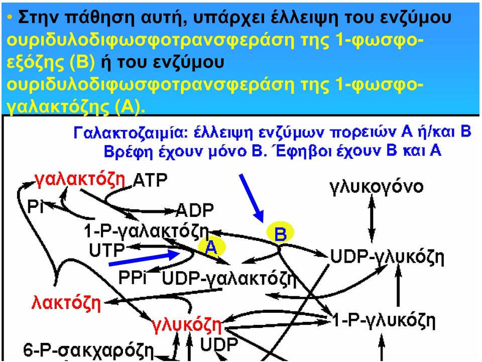 1-φωσφοεξόζης (Β) ή του 