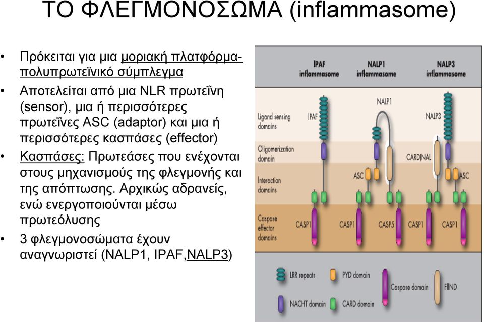 κασπάσες (effector) Κασπάσες: Πρωτεάσες που ενέχονται στους µηχανισµούς της φλεγµονής και της απόπτωσης.