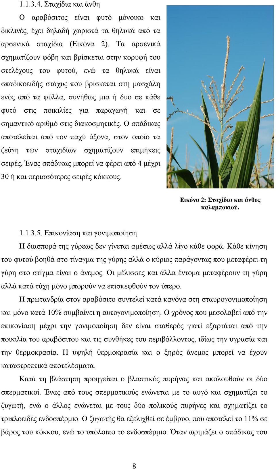 στις ποικιλίες για παραγωγή και σε σημαντικό αριθμό στις διακοσμητικές. Ο σπάδικας αποτελείται από τον παχύ άξονα, στον οποίο τα ζεύγη των σταχιδίων σχηματίζουν επιμήκεις σειρές.