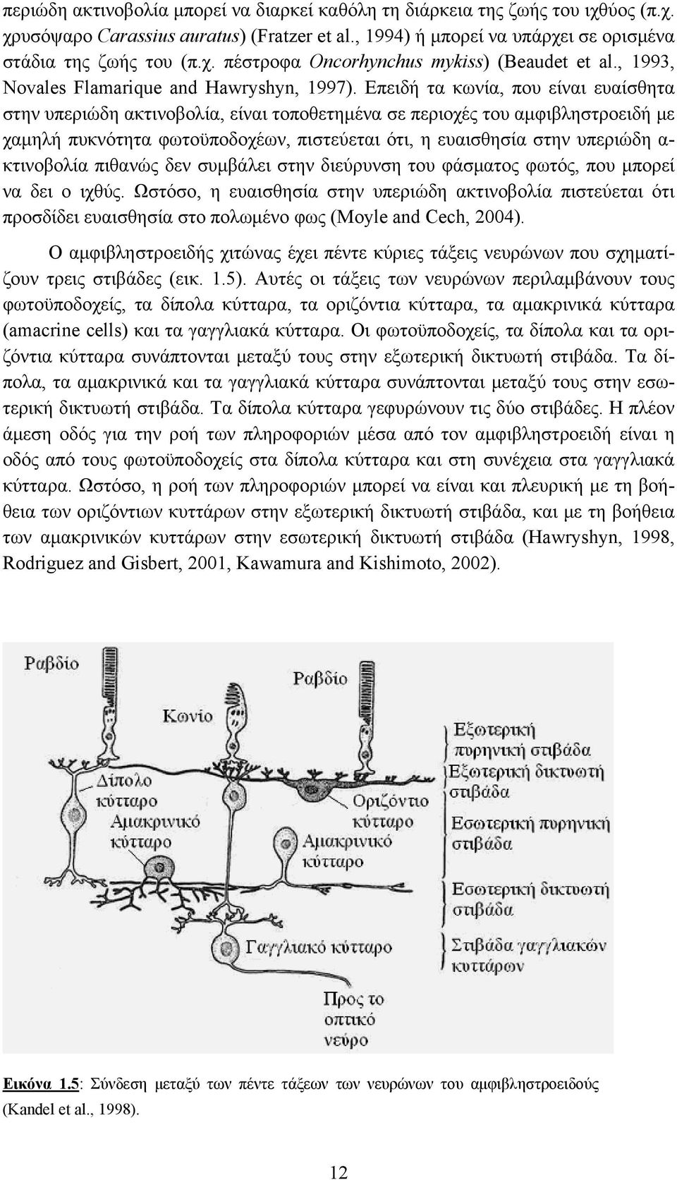 Επειδή τα κωνία, που είναι ευαίσθητα στην υπεριώδη ακτινοβολία, είναι τοποθετημένα σε περιοχές του αμφιβληστροειδή με χαμηλή πυκνότητα φωτοϋποδοχέων, πιστεύεται ότι, η ευαισθησία στην υπεριώδη α-