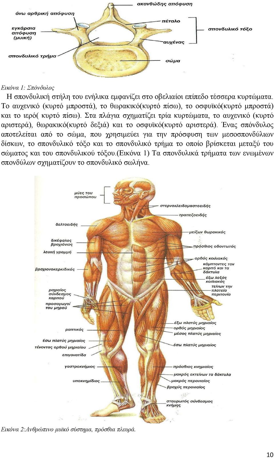 Στα πλάγια σχηματίζει τρία κυρτώματα, το αυχενικό (κυρτό αριστερά), θωρακικό(κυρτό δεξιά) και το οσφυϊκό(κυρτό αριστερά).