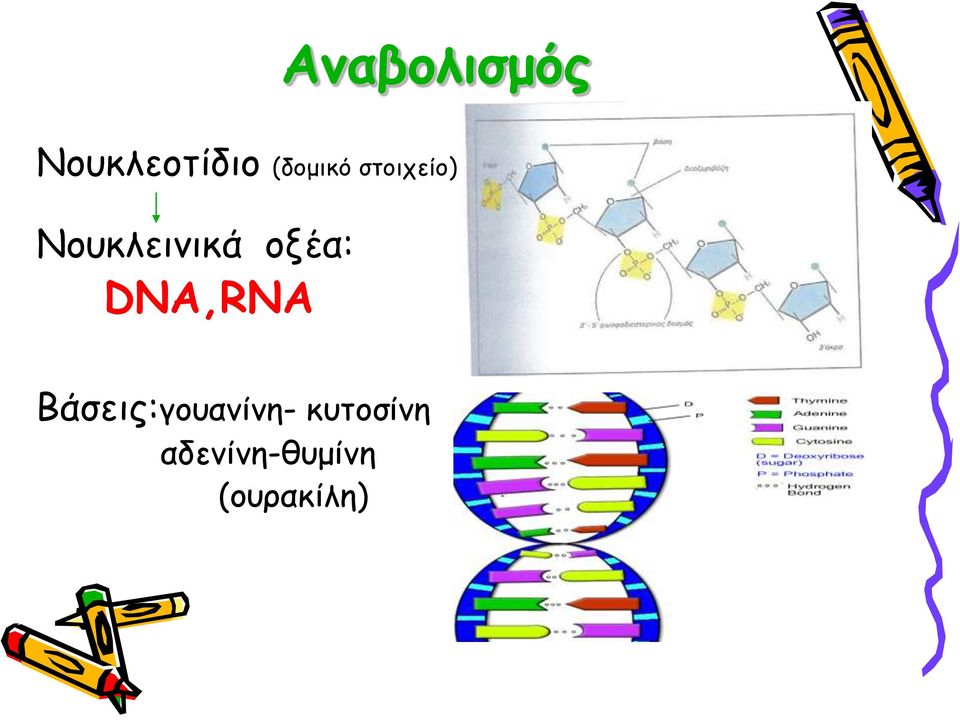 οξέα: DNA,RNA