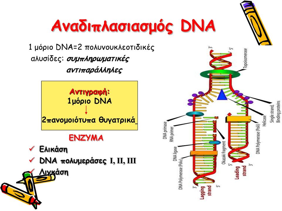 αντιπαράλληλες Ελικάση ΕΝΖΥΜΑ DNA πολυμεράσες