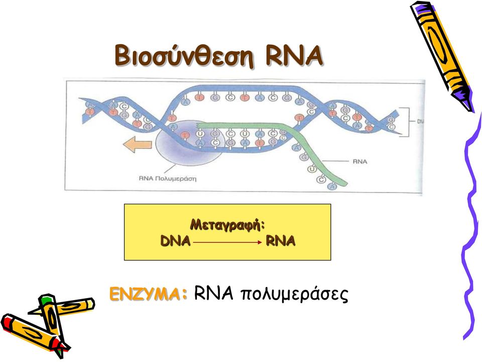 RNA ΕΝΖΥΜΑ: