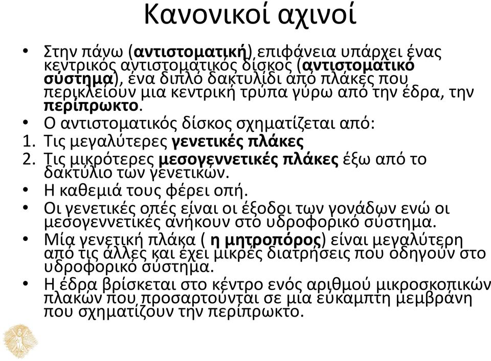 Η καθεμιά τους φέρει οπή. Οι γενετικές οπές είναι οι έξοδοι των γονάδων ενώ οι μεσογεννετικές ανήκουν στο υδροφορικό σύστημα.