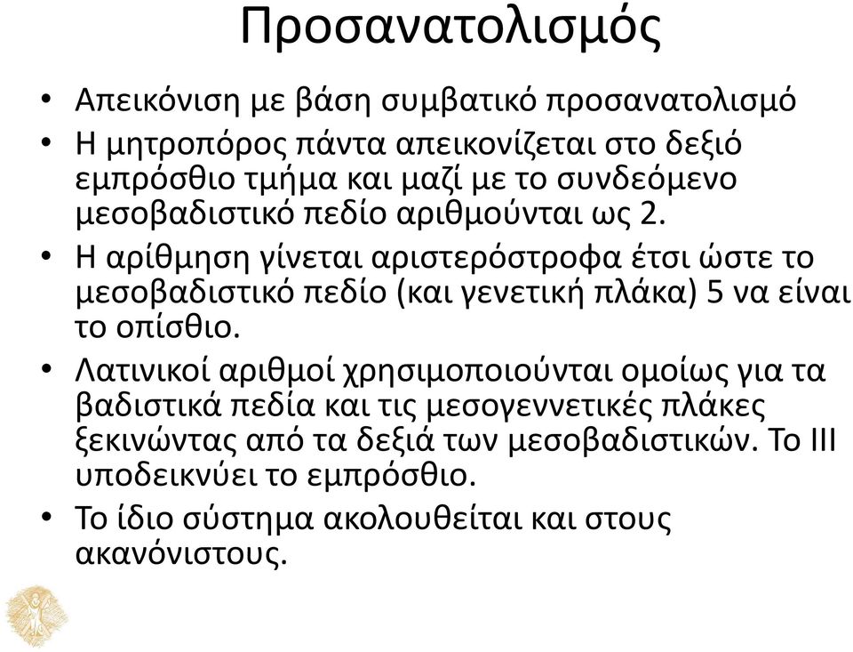 Η αρίθμηση γίνεται αριστερόστροφα έτσι ώστε το μεσοβαδιστικό πεδίο (και γενετική πλάκα) 5 να είναι το οπίσθιο.