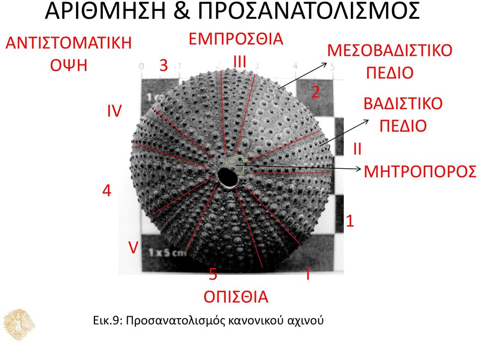 9: Προσανατολισμός κανονικού αχινού I 2