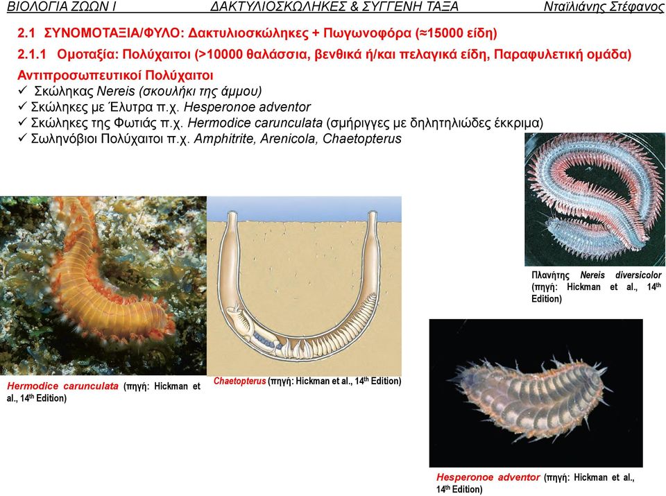 χ. Amphitrite, Arenicola, Chaetopterus Πλανήτης Nereis diversicolor (πηγή: Hickman et al.