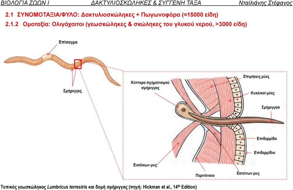 Τυπικός γεωσκώληκας Lumbricus terrestris και