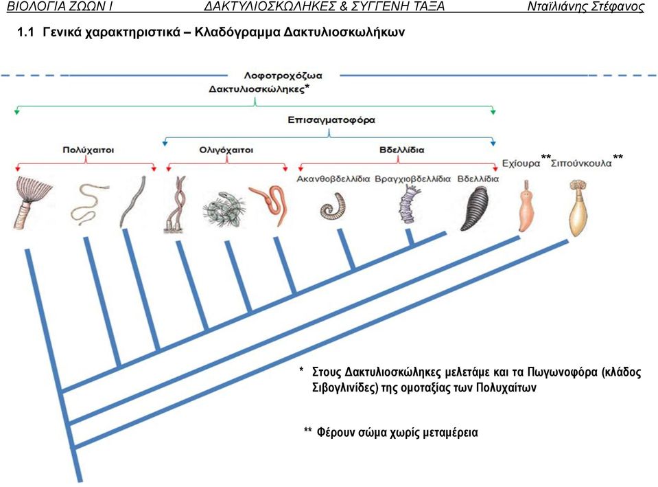 μελετάμε και τα Πωγωνοφόρα (κλάδος Σιβογλινίδες)